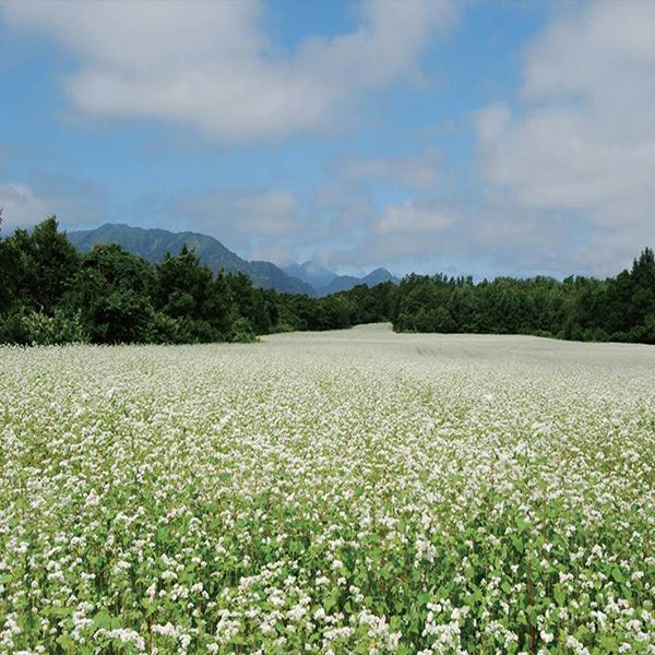 牡丹そば粉 石臼挽き